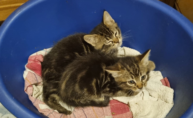 Adoption Milo