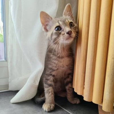 Adopter Tigrou