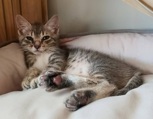 Adopter Tigrou
