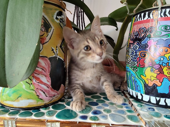 Adopter Tigrou