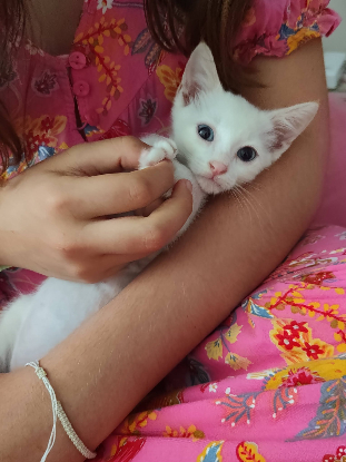 Adopter Bluey