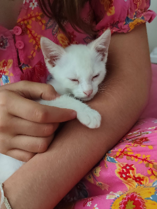 Adopter Bluey