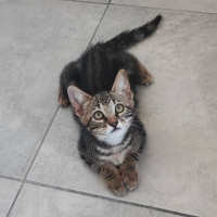Adopter  chat : Oreo