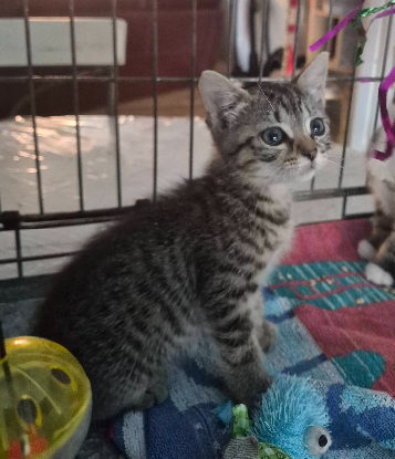 Adopter Birk et babouche