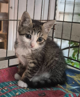 Adopter Birk et babouche