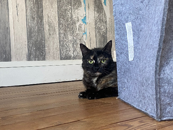 Adopter Coco