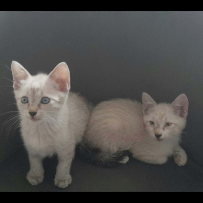 Adopter Aladin et loupio
