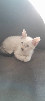 Adopter Aladin et loupio