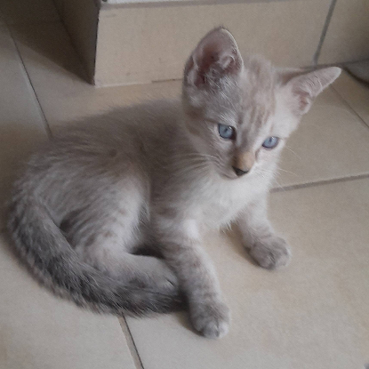 Adopter Aladin et loupio