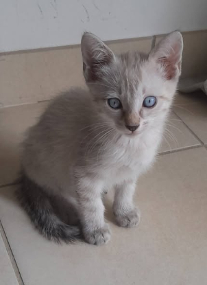 Adoption Aladin et loupio
