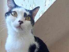 Adopter  chat : Aryna