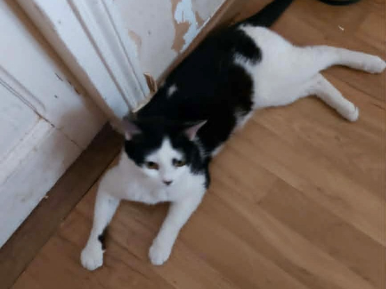 Adopter Aryna