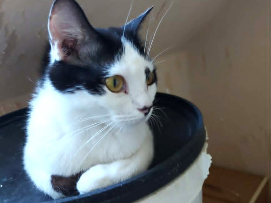 Adopter Aryna
