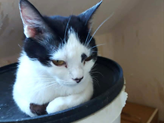 Adoption Aryna