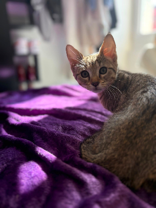 Adopter Boba