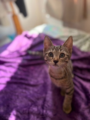 Adopter Brutus