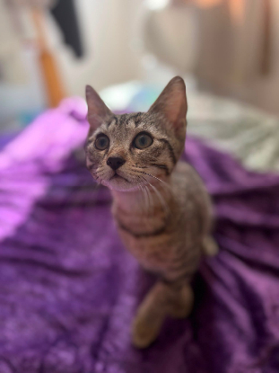 Adoption Brutus