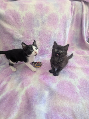 Adopter Yuzu et jollyroger