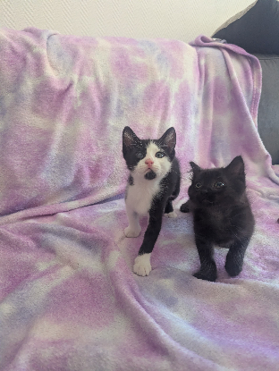 Adopter Yuzu et jollyroger