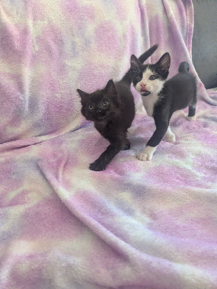 Adoption Yuzu et jollyroger