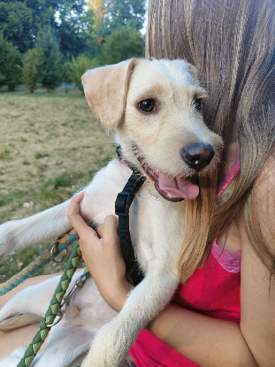 Adopter Dixy