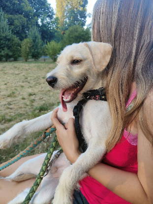 Adopter Dixy
