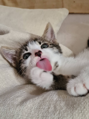Adopter Gulli