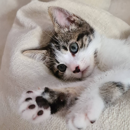 Adopter Gulli