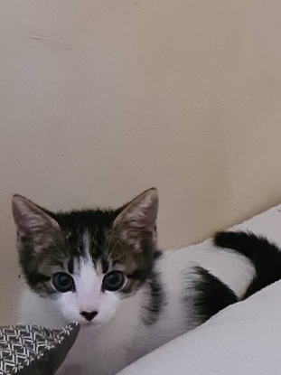 Adopter Gulli