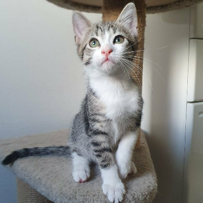 Adopter Bella