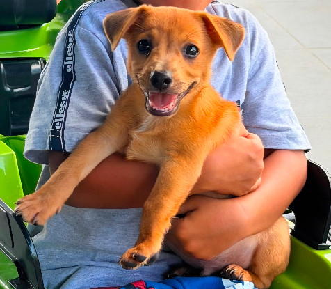Adopter Tasty