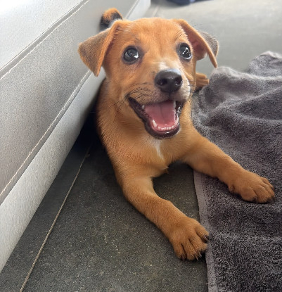 Adopter Tasty