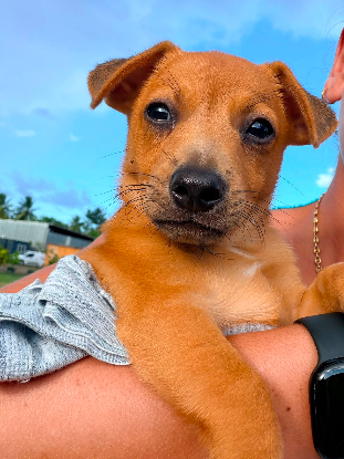 Adopter Tasty