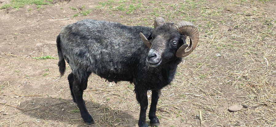 Adopter Bélézebuth