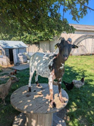 Adopter Confi et pote