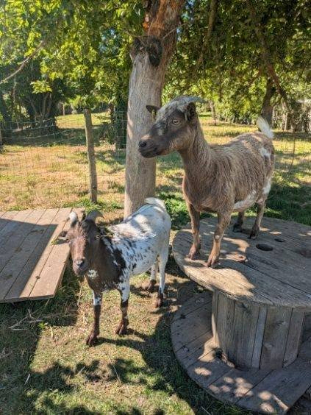 Adopter Confi et pote