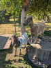 Confi et pote