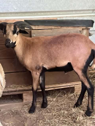 Adopter Achille