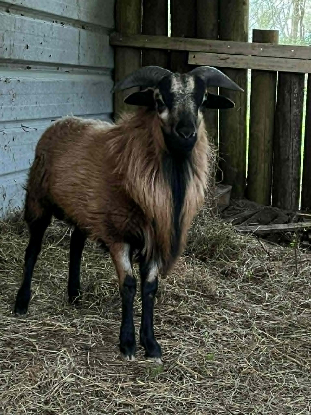 Adopter Achille