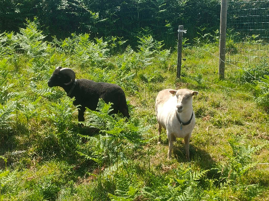 Adopter Céleste et tricot