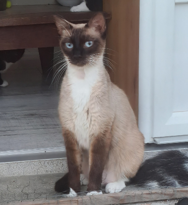 Adopter Briseis