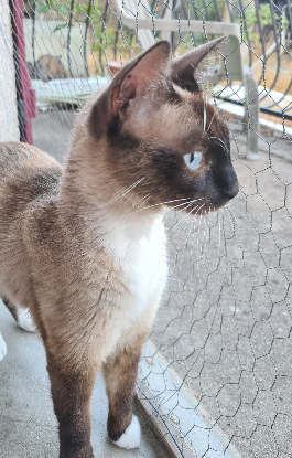 Adopter Briseis