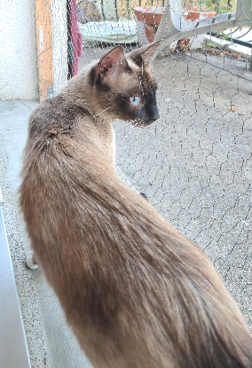 Adoption Briseis