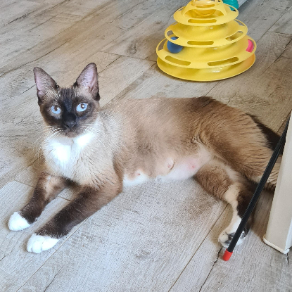 Adoption Briseis