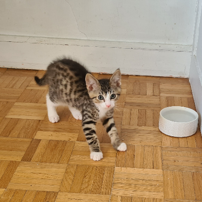 Adopter Crabus