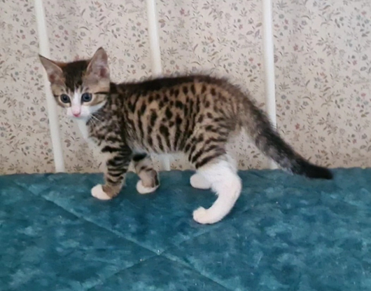 Adopter Crabus