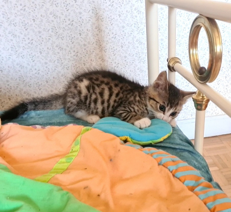 Adopter Crabus