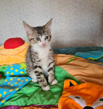 Adoption Crabus