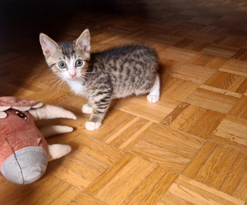Adoption Crabus