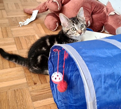 Adopter Croustille